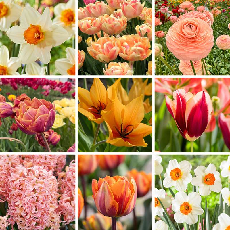 Tilbudspakke 'Peach'